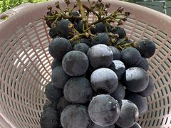 ʂ̃t@[^P}όʎւ̓eʐ^2