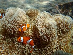 �͂邳���PolePolemarine385�ւ̓��e�ʐ^1