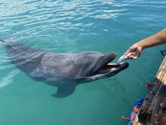 񂳂̃htBt@^W[Ί_ւ̓eʐ^1