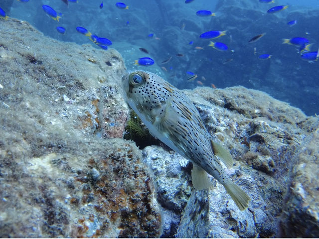 �Y��ȊC�ł���_�A�N�A�g���b�v�_�C�r���O