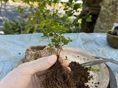 ܂邳̑ۋʍH[ TACHIOKAYAւ̓eʐ^1