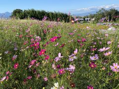 @W]Ԃ̋u@RXXՂ̎ʐ^2