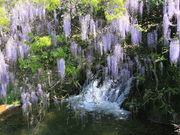 �C�C�ꃉ�C�_�[����̐m�ۈ�і�n��^�ӂ��̓��e�ʐ^3