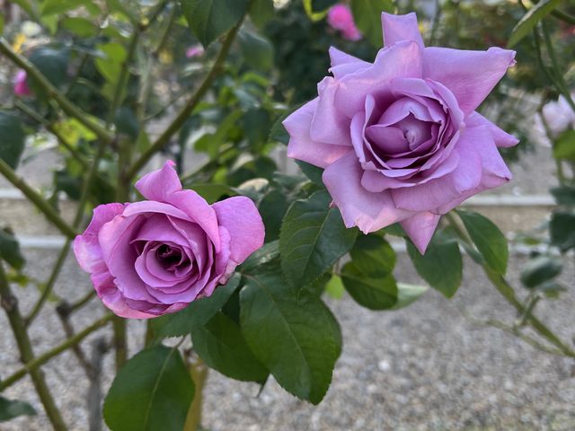 �������F���K�N_�~�������΂牀