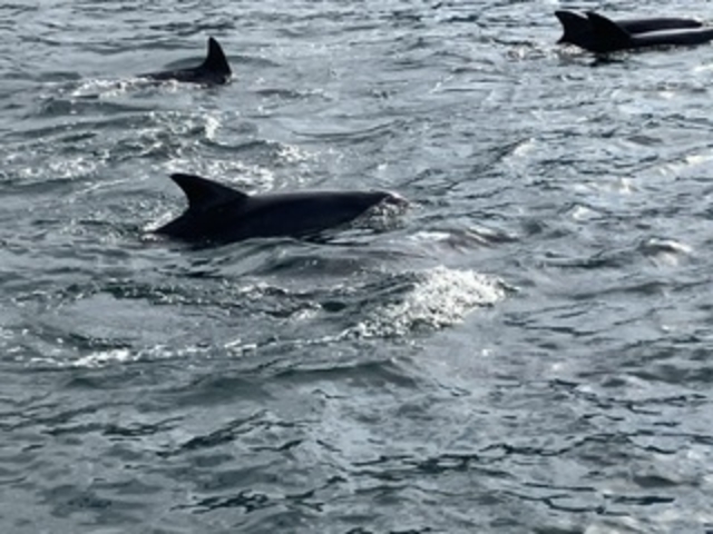 ԋ߂ŌCJ_CJEHb`Ot\Z^[