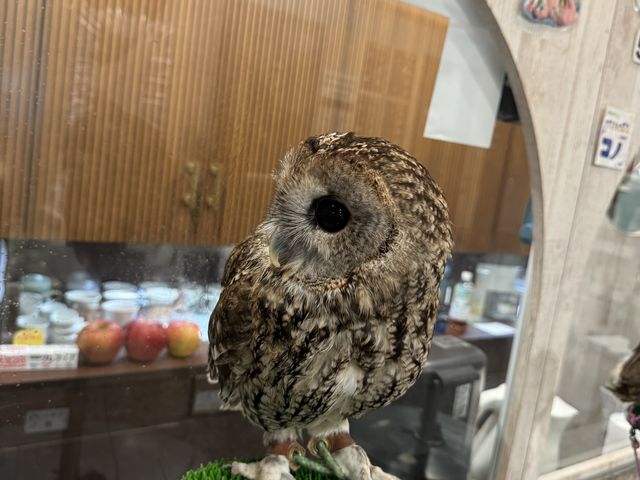 4��ނ��܂������A���̎q�����ɐG��悤�Ǝv�����琦�������ē����Ă��܂����肵�܂����B_animal cafe fuleca �O�{�X