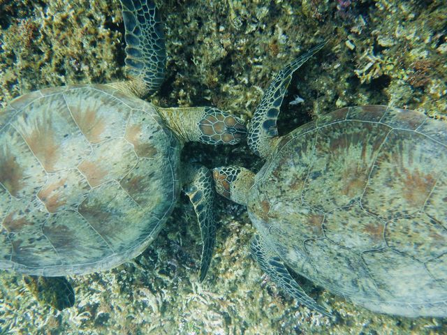 �^���ǂ���Εv�w�̃E�~�K��������邩���A�A�A_Lilo Miyakojima