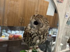 Ƃanimal cafe fuleca O{Xւ̓eʐ^1