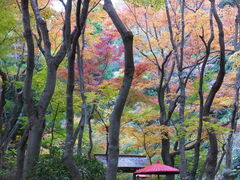 jR񂳂̈bώRւ̓eʐ^5