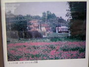 Tv̓w{wꔎفipقƎRȊwفj̓eʐ^6