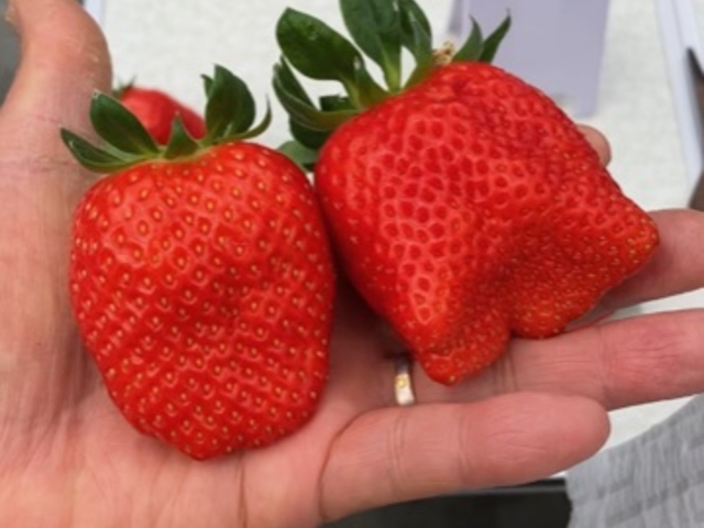 ����Ȃɑ傫�ȃC�`�S����������Ȃ��Ă܂��I_���ڂ�������