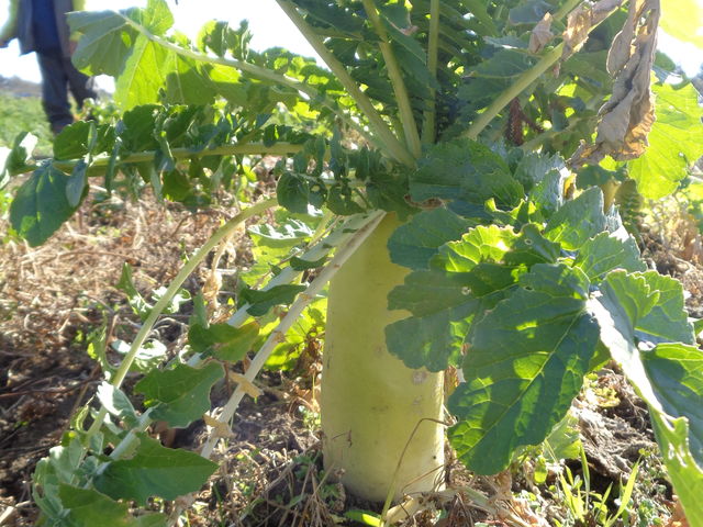 �y�̒��������o���Ă���卪_���E����_��