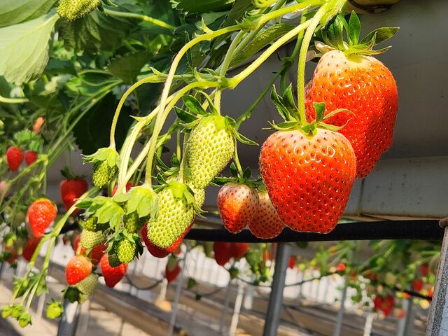 �C�`�S���͎��Ԗ������A�~���N������莩�R_�R��FUJI�t���[�c�p�[�N