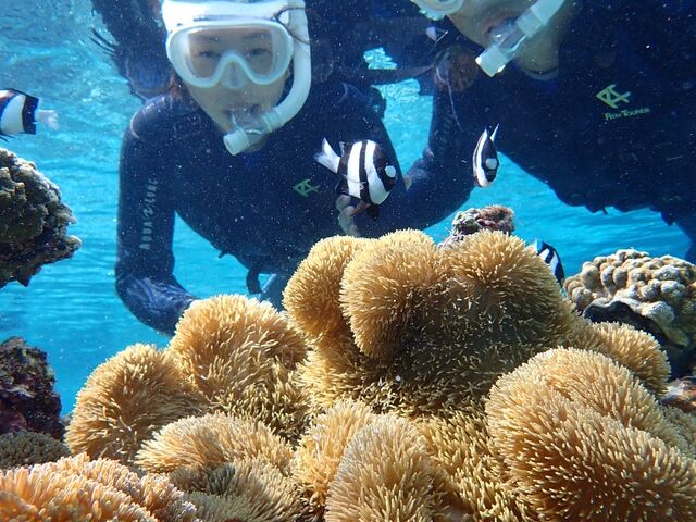 �j���Ƒ��A�������Ⴂ�̂��������B_Reeftour HONEY