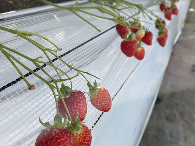 �Ԃ��đ傫���A�Â�䕂ł��I_���É�