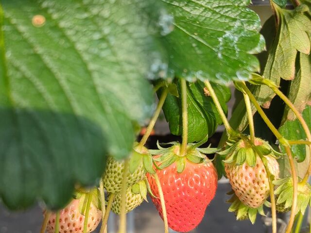 �嗱�������ɂȂ��āI_��̌���