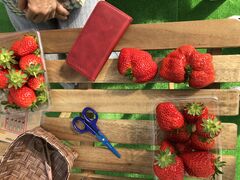 c̒WH_ ͂䕂ւ̓eʐ^1