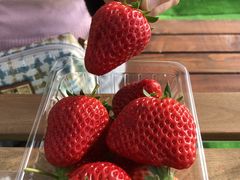 c̒WH_ ͂䕂ւ̓eʐ^3