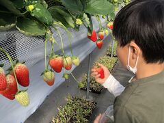 ߂낤Fraiseւ̓eʐ^1