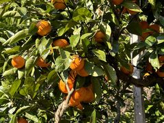 riri����̏郖��I�����W���ւ̓��e�ʐ^1