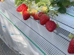 Syoûイ̂ւ̓eʐ^1