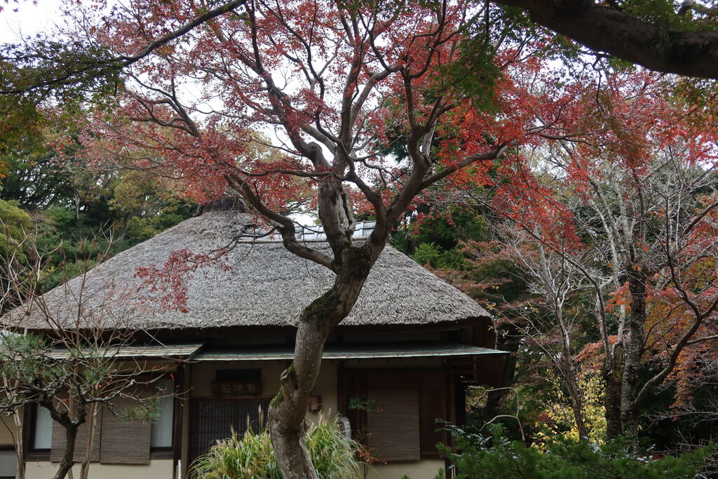 鎌倉観音巡礼三十三箇所 御朱印 長谷寺、建長寺、高徳院など全33 - その他