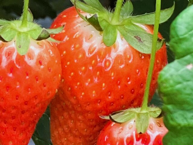 ��Ԃ�̂�����_�X�g���x���[�G���W�F��