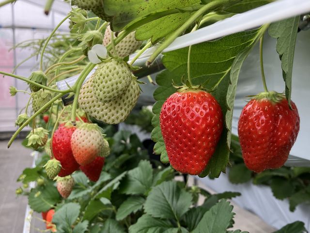 ��R�̕i��̐H�ה��_�X�g���x���[�G���W�F��