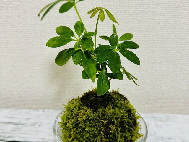 ��l��_������