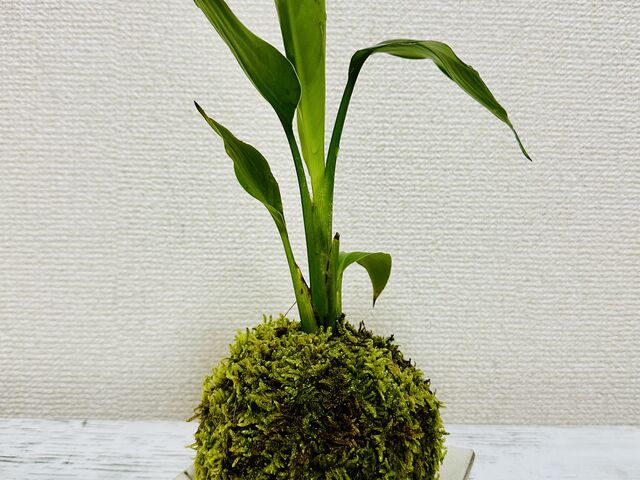 ���e�ҍ�_������