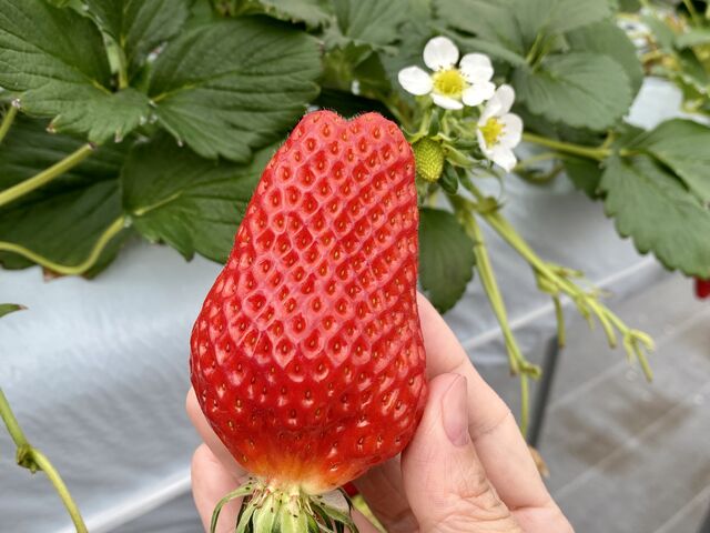 �����Â��đ傫���ł�_�����_��