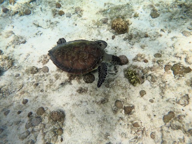 ���������ĉ����q�ł�����_��g�ݐؐ�墊C�̗V�я��@�Ȃ��䂭���