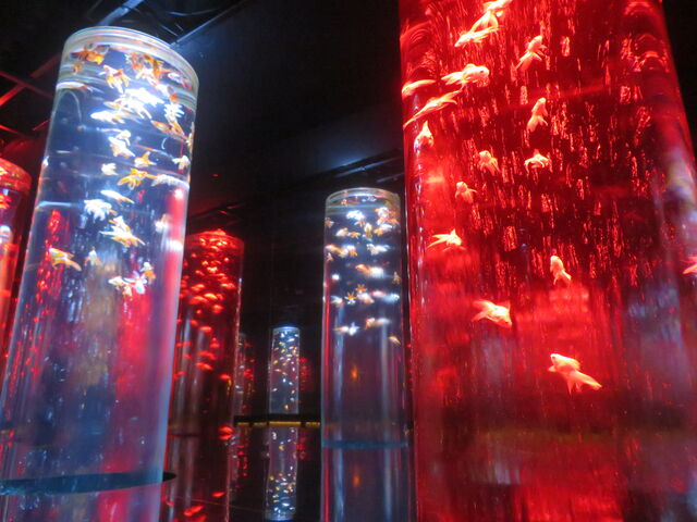 �����ƌ��Ă������Ȃ�����̉��o_�A�[�g�A�N�A���E�����p�� GINZA