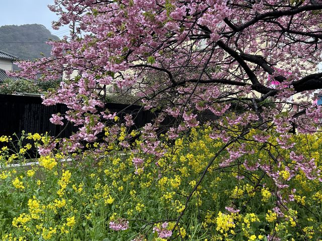 �؂̉Ԃ��炢�Ă��@�w����߂߂̂Ƃ��@�@�쉈���ɂÂ��ƕ����čs���Ɓ@��̗��݂ɍ����炢�Ă܂����B_�͒Í��܂�