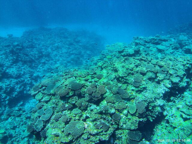 �c�Ǌԏ����Ō������Y��ȎX��_�p���_�C�X��y��