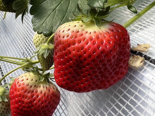 �傫���B_����ƌ������I�Ƃ��Ă����̃C�`�S���H