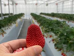 �Ђ낵�����Twins Farm �^�����������ւ̓��e�ʐ^1