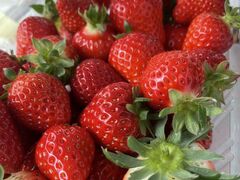 �c���}�R����̃h���S���t���C�t�@�[���ւ̓��e�ʐ^1