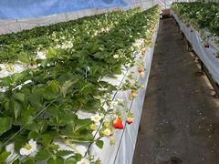 �܂��܂�����̂���ƌ������I�Ƃ��Ă����̃C�`�S���H�ւ̓��e�ʐ^1