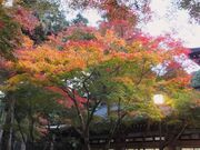 ڂ炳̓gЂ̍gt̓eʐ^4