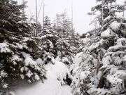 �}�C�a�n�n����̎Ȍ͎R�̗ё��̓��e�ʐ^3