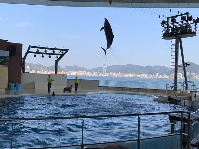 CJ̃V[̍Ō㍠̃Wv̗lqłB
ӊOƑ傫ȃCJWvĂ܂_֎ŝفEC