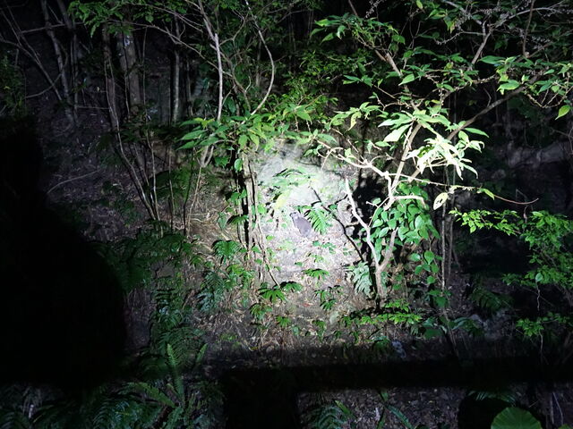 �A�}�~�m���E�T�M_�~�b�h�i�C�g�c�A�[����