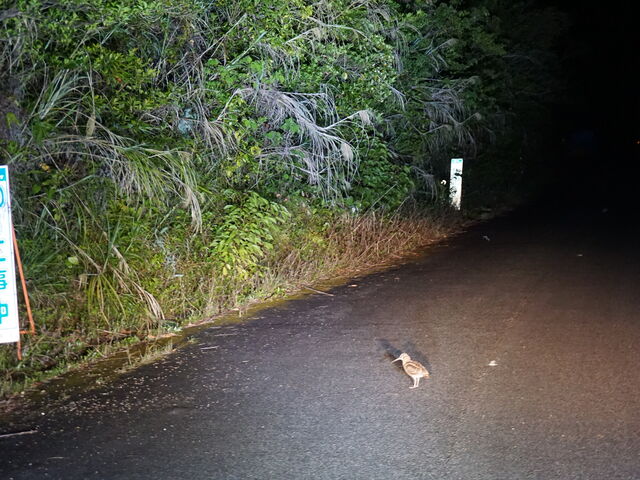 �A�}�~���}�V�M_�~�b�h�i�C�g�c�A�[����