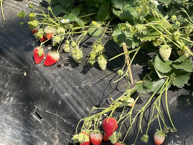 ԂC`Sꂩ̃C`SB܂܂Ay߂ł_ނ̂ӂ[