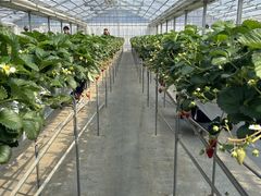 K����̃C�`�S���J�Â̗��ւ̓��e�ʐ^1