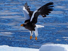 iLjۂ͕󗈐YSWόmEXN[Y̎ʐ^1