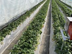 T񂳂̓@Ԃ߂ւ̓eʐ^1