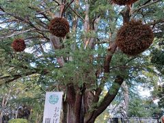 ���������̋��s�{���A�����ւ̓��e�ʐ^1