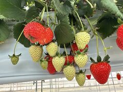 ܂肿񂳂̂@܂ւ̓eʐ^1